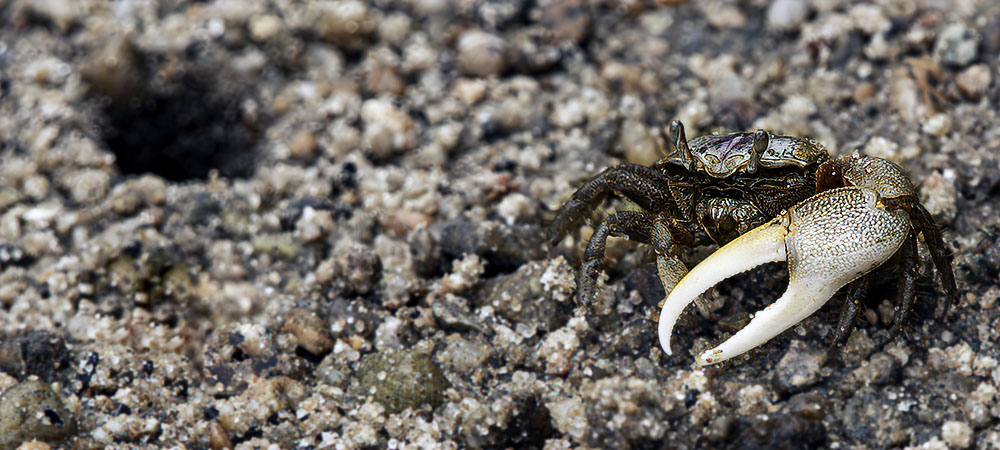 Fiddler crab on tidal flat