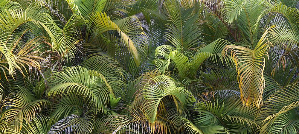 Palm fronds, Costa Rica